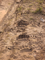 orso_087c.jpg