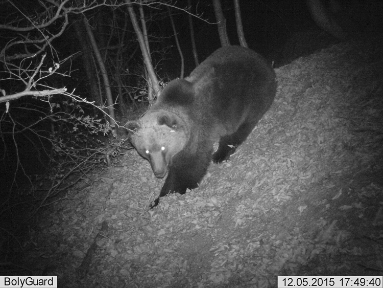 orso_088.jpg