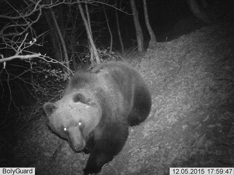 orso_089.jpg