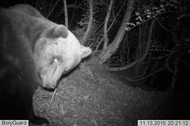 orso_090.jpg