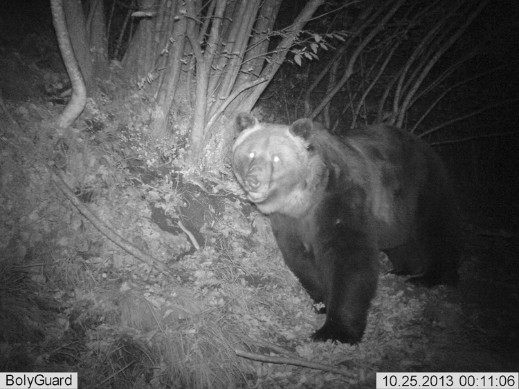 orso_091.jpg
