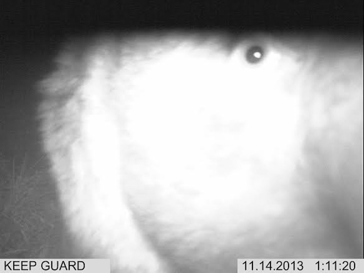 orso_092.jpg