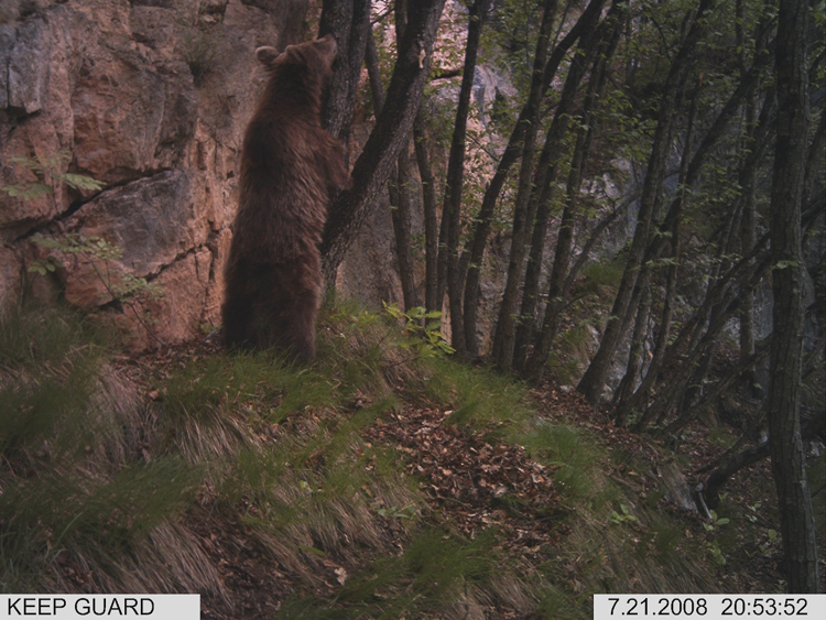 orso_093.jpg