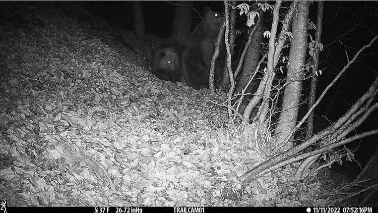 orso_094b.jpg