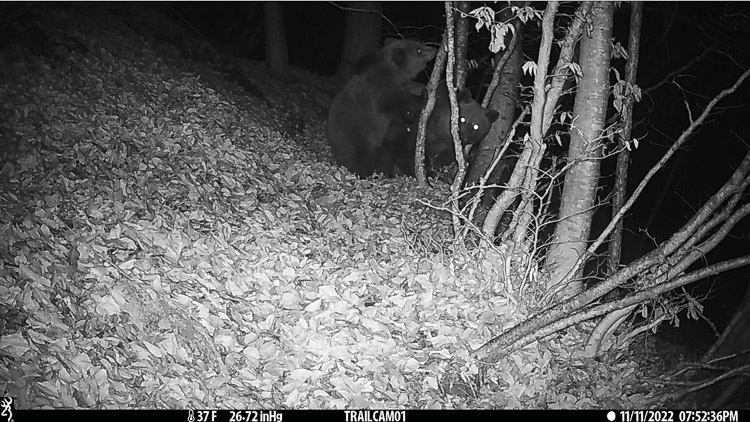 orso_094c.jpg
