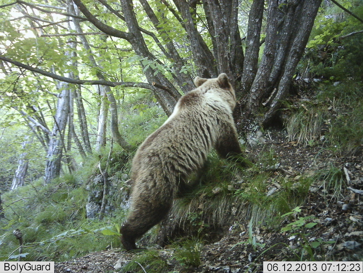 orso_095.jpg
