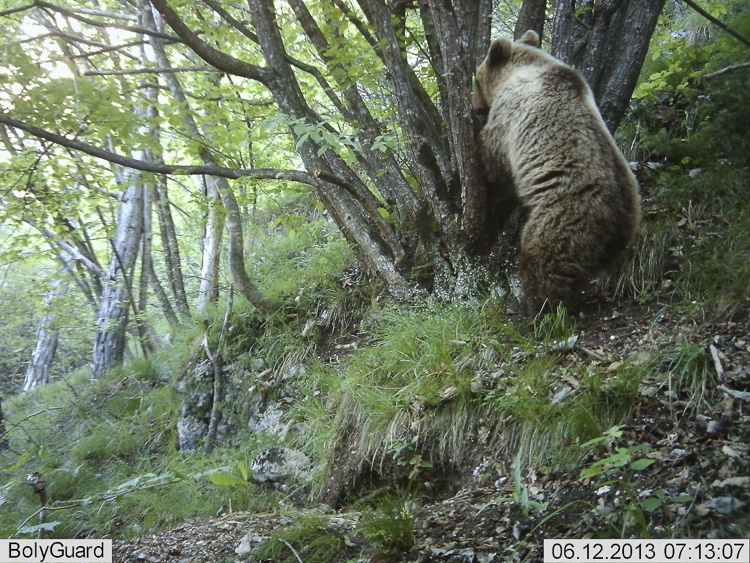 orso_096.jpg