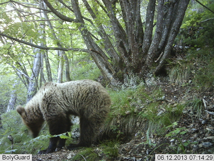 orso_097.jpg
