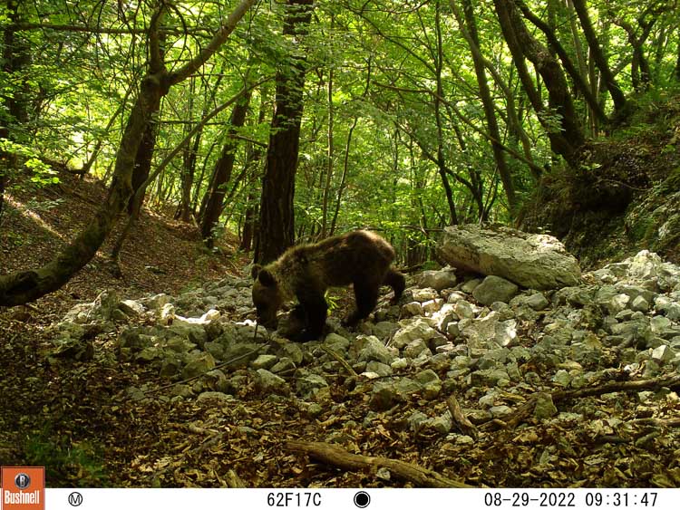 orso_097a.jpg