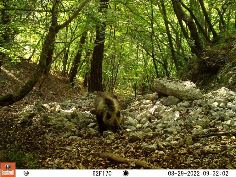 orso_097b.jpg