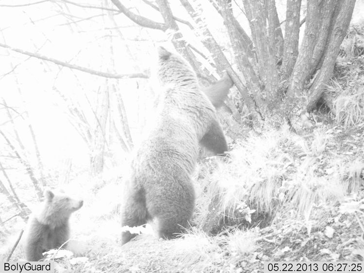 orso_099.jpg