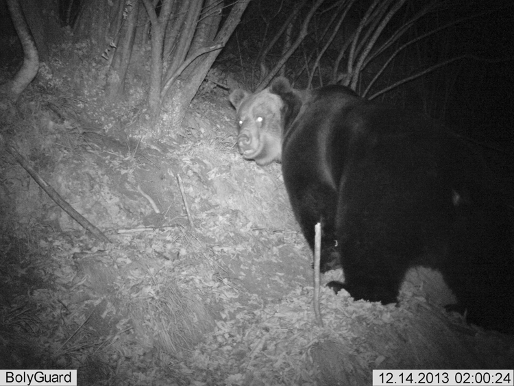 orso_102.jpg