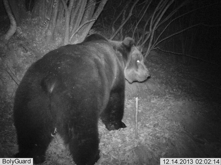 orso_103.jpg