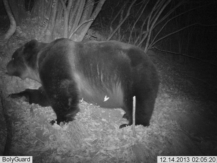 orso_104.jpg