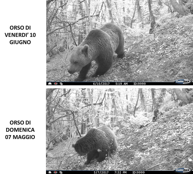 orso_105.jpg