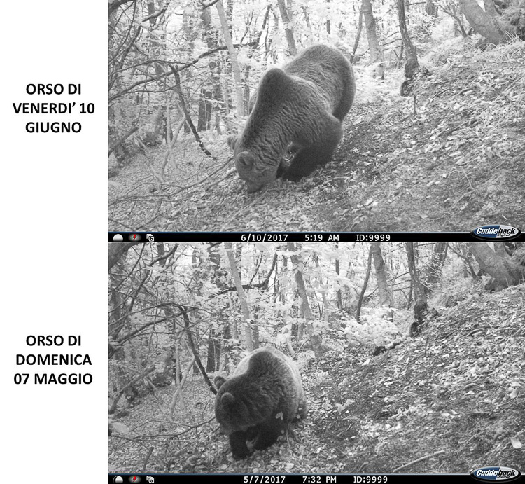 orso_106.jpg