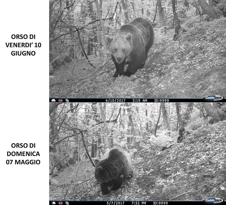 orso_107.jpg
