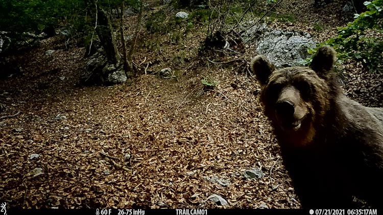 orso_108.jpg