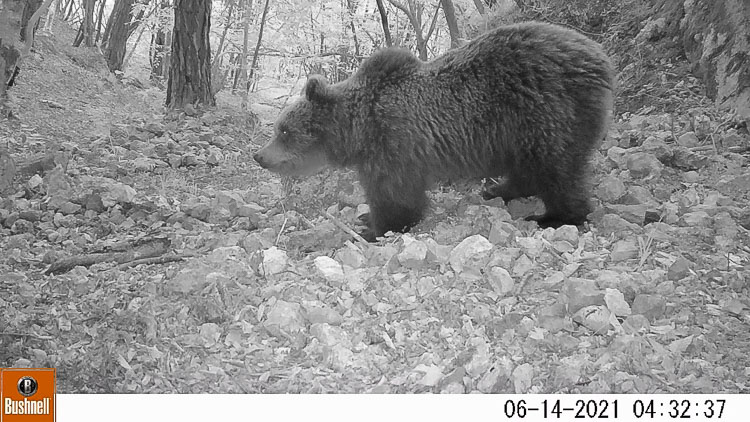 orso_109.jpg