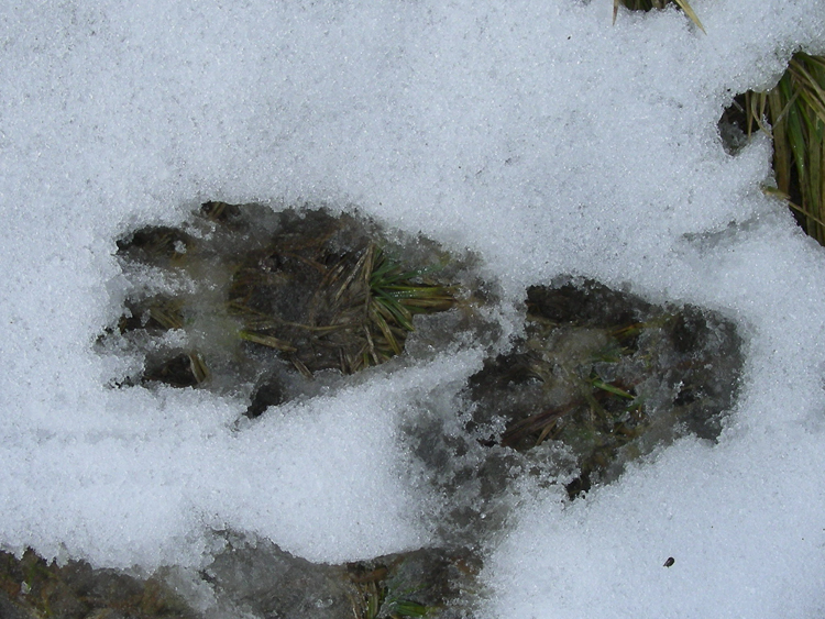 tasso_comportamento_099.jpg