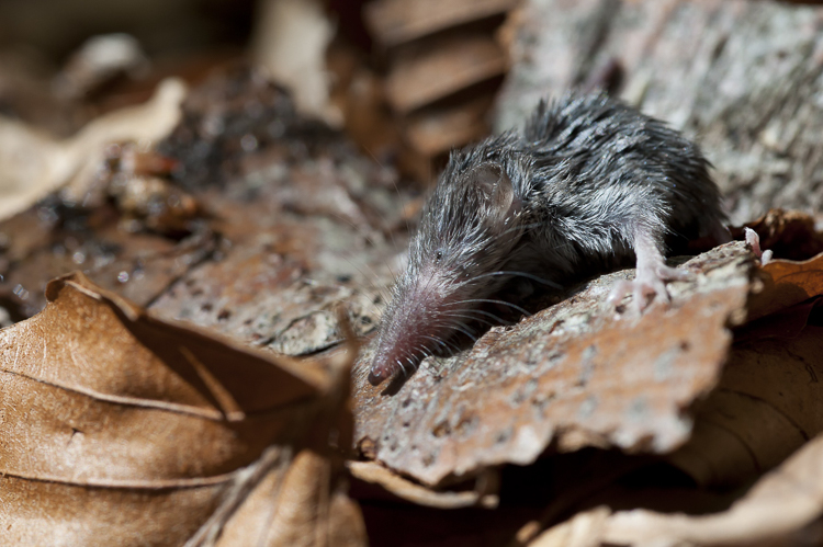 crocidura_minore_092.jpg