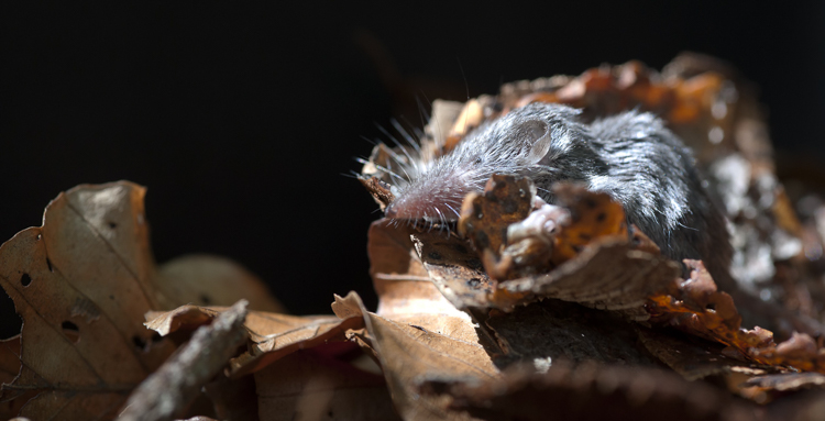 crocidura_minore_093.jpg