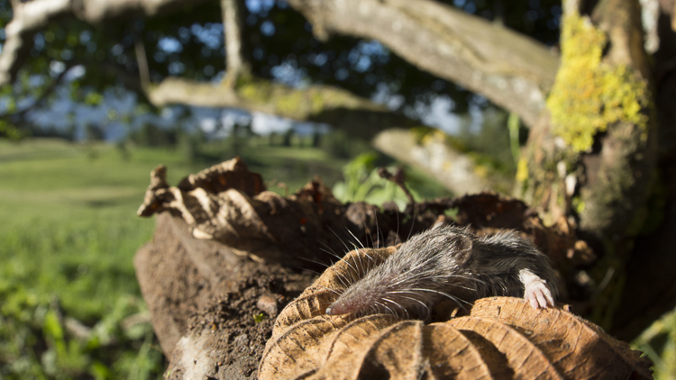 crocidura_minore_094.jpg