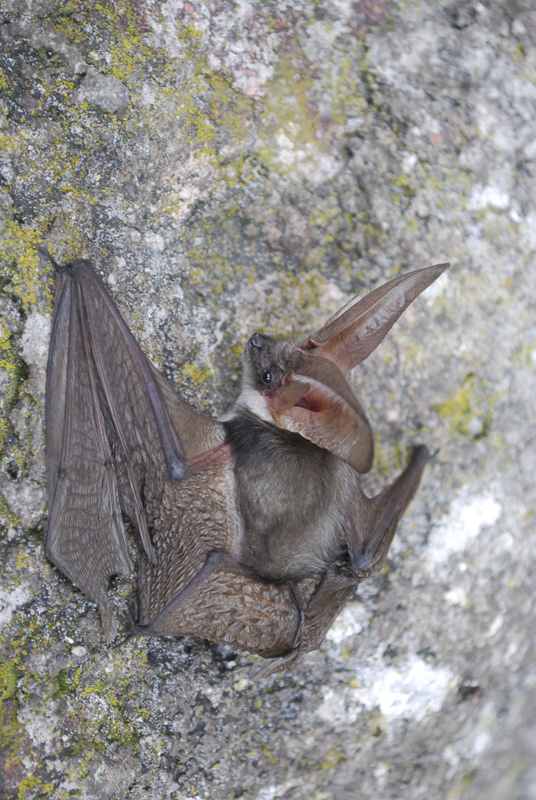 orecchione_alpino_083.jpg