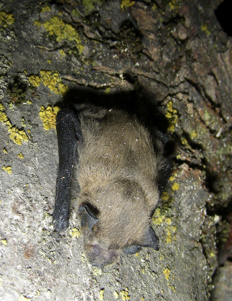 pipistrello_albolimbato_100.jpg