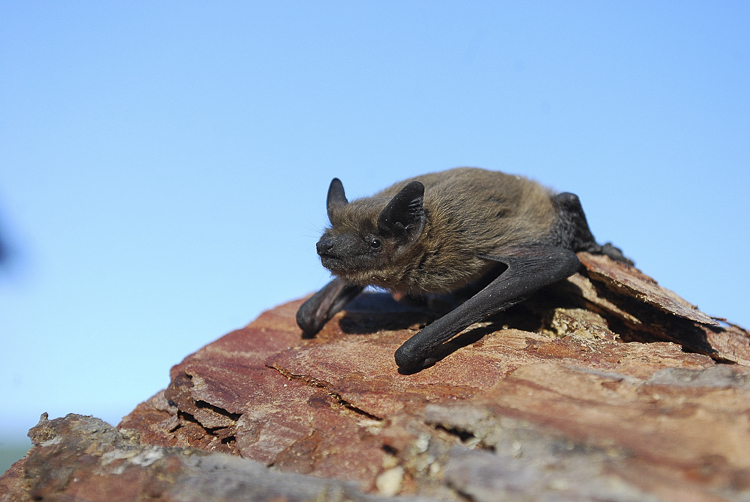 pipistrello_nano_085.jpg