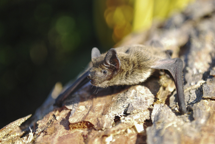 pipistrello_nano_086.jpg