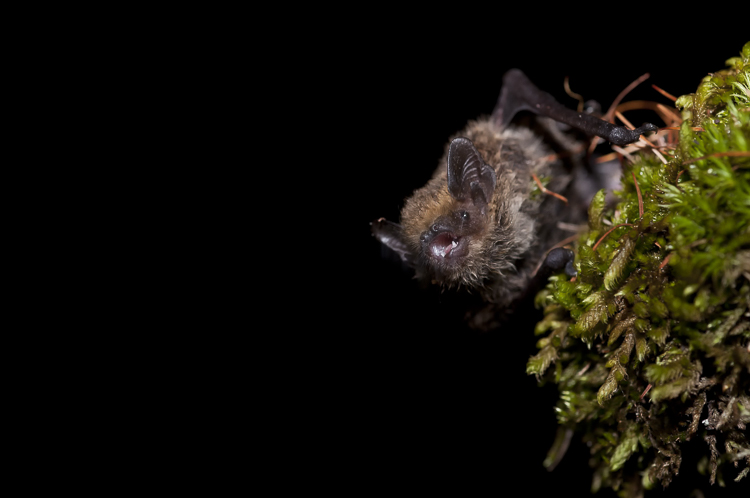 pipistrello_sp_087.jpg