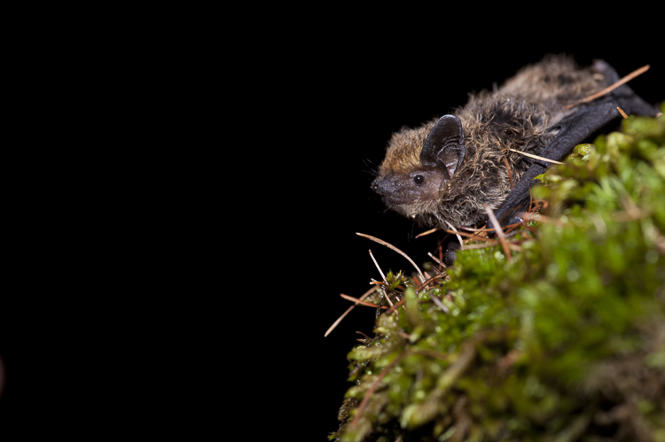 pipistrello_sp_088.jpg