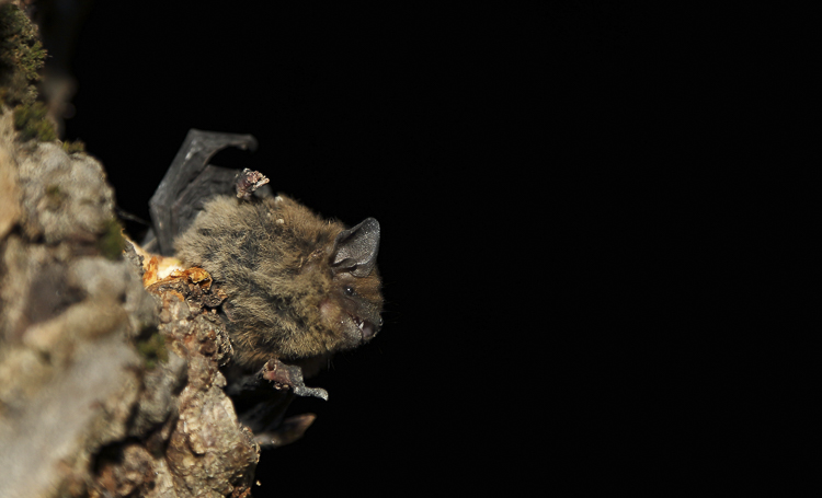 pipistrello_sp_2_084.jpg
