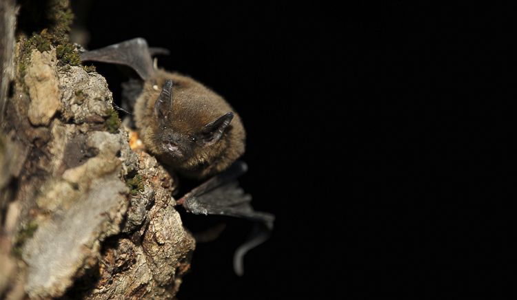 pipistrello_sp_2_085.jpg