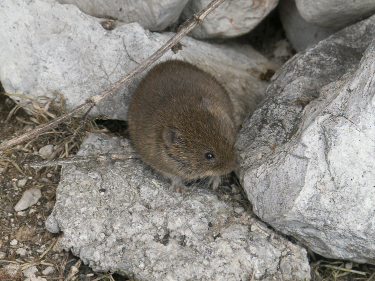 arvicola_campestre_099.jpg
