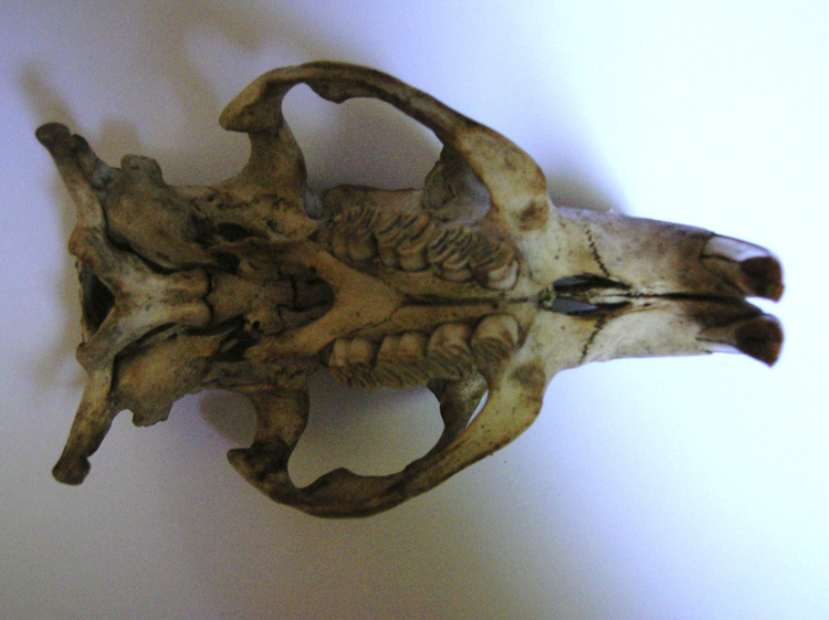 comportamento_marmotta_098.jpg