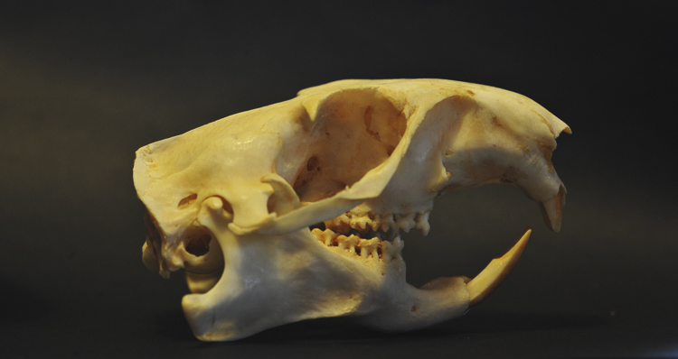 comportamento_marmotta_099.jpg