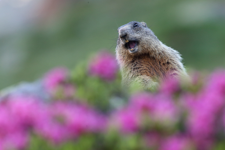 marmotta_077.jpg