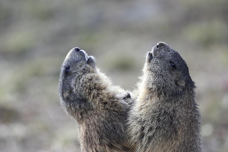 marmotta_078.jpg