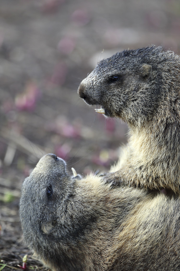 marmotta_079.jpg