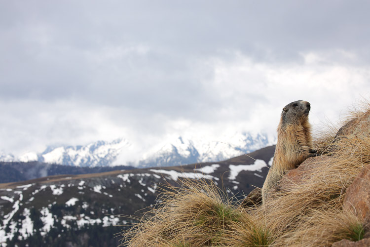 marmotta_080a.jpg