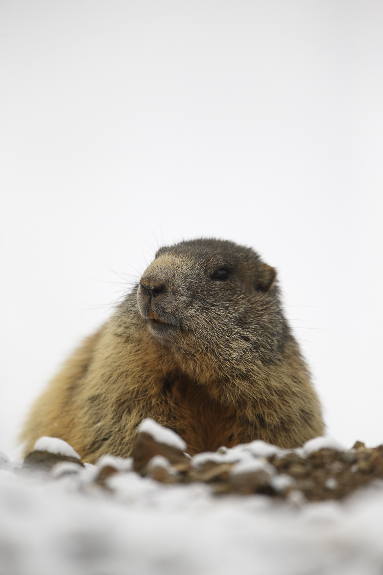 marmotta_081.jpg
