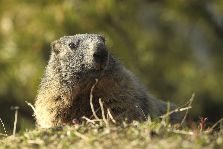 marmotta_082.jpg