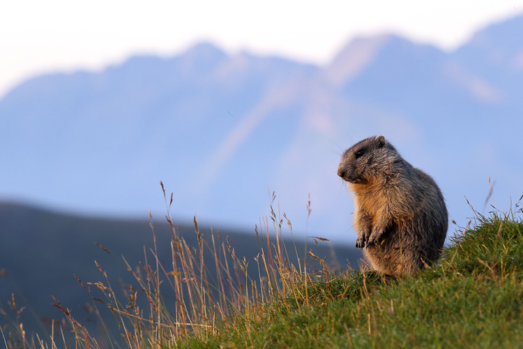 marmotta_083.jpg