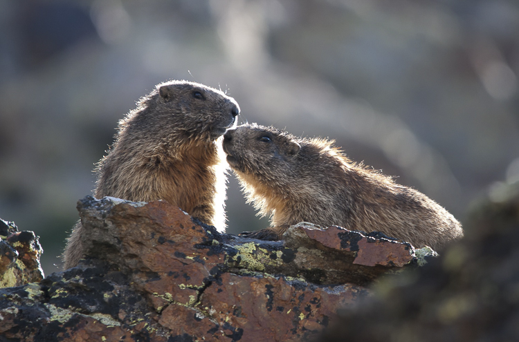 marmotta_084.jpg