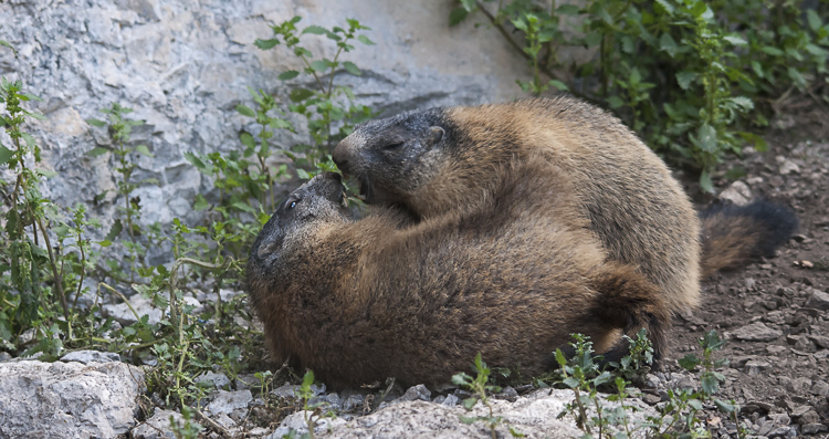marmotta_085.jpg