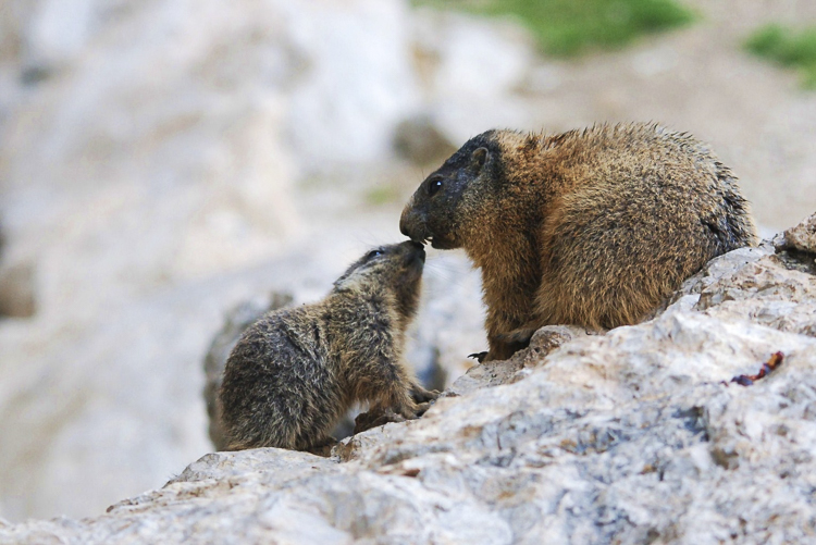 marmotta_086.jpg