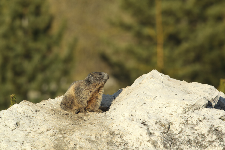 marmotta_091.jpg