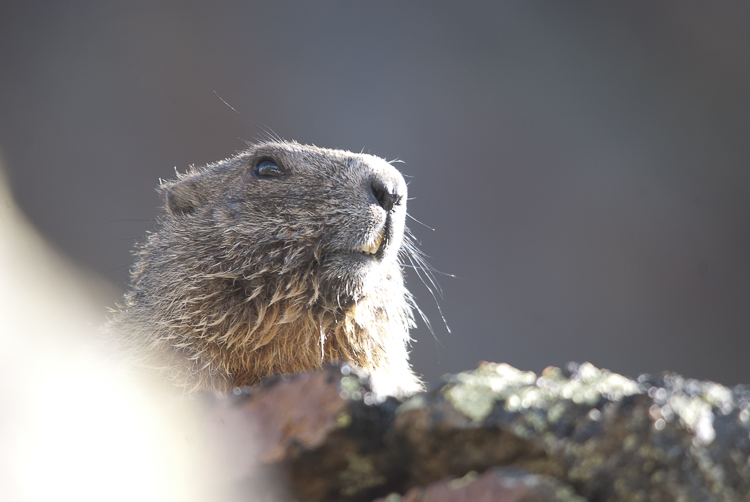 marmotta_092.jpg